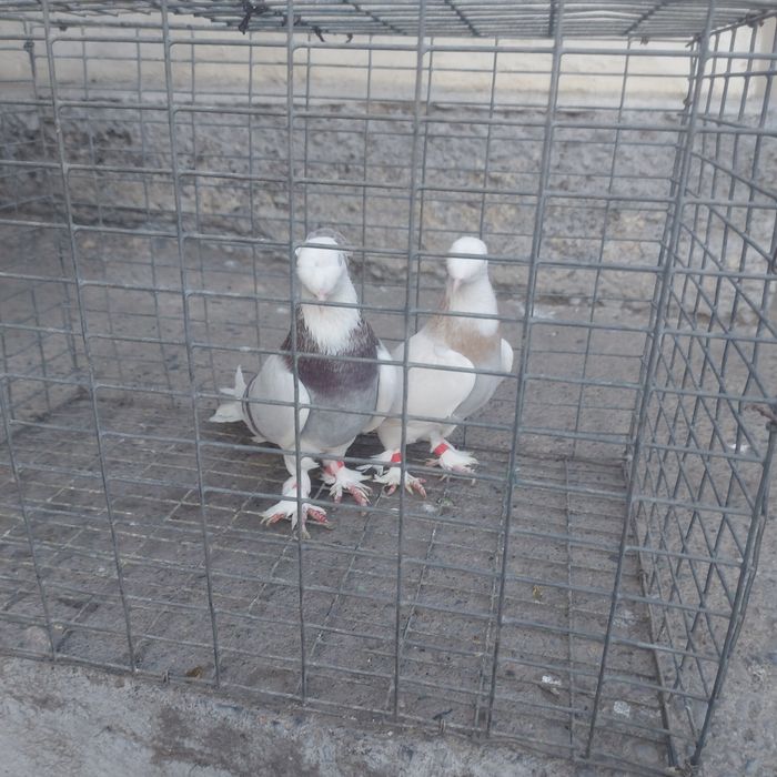 Такла насачуби двух чуби пара гатовый