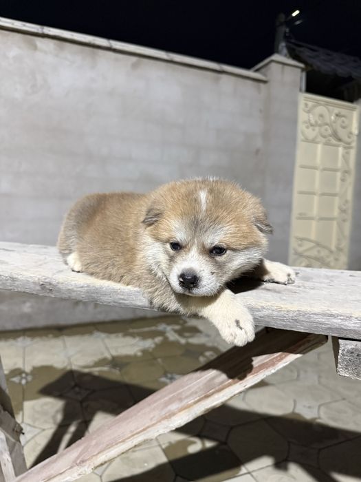Күшік сатылады! Срочно