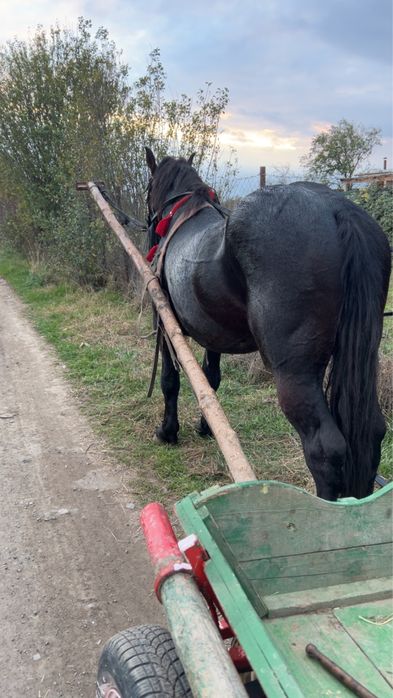 Vand armasar cuminte