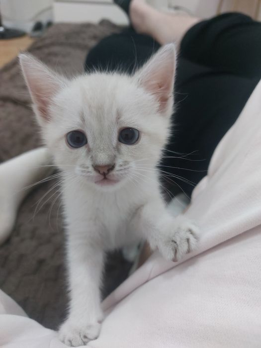 Отдам котенка в хорошие руки