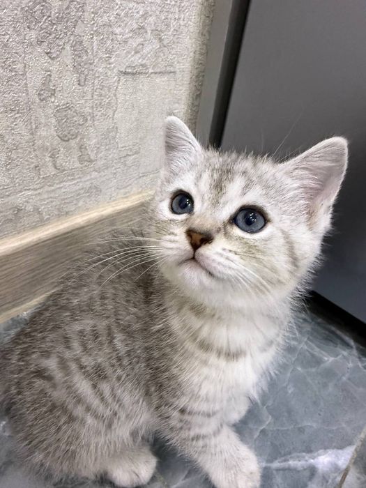 Продаются котята скоттиш страйт