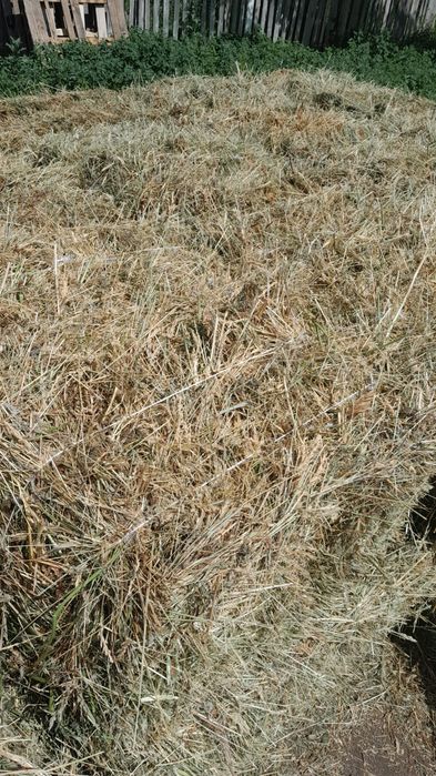 Сена разнотравье