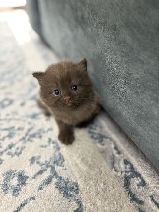 Продается котенок британской породы шоколадного окраса.