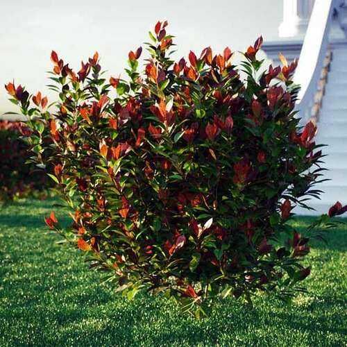 Фотиня — (Photinia)