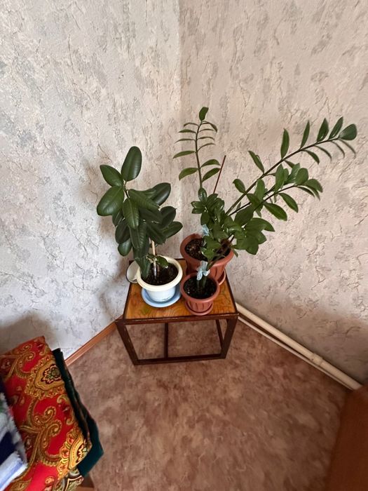 Продается домашние цветы