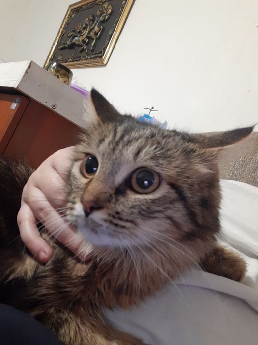 Одам котенка зовут луна