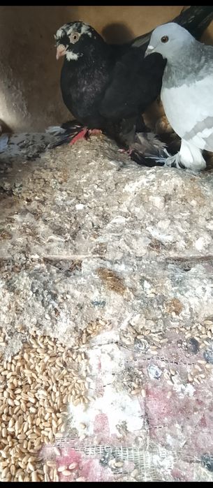 Продам голубей двоих