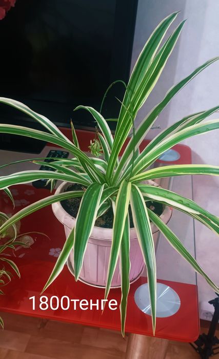 Комнатные разные цветы