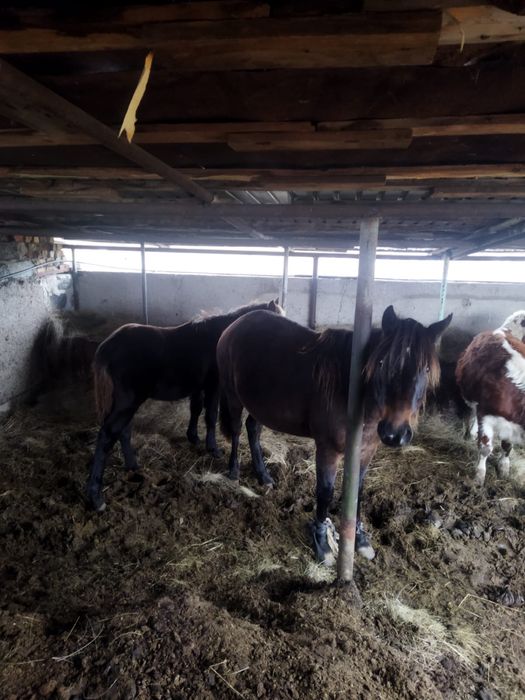 Буаз байтал 500000тг