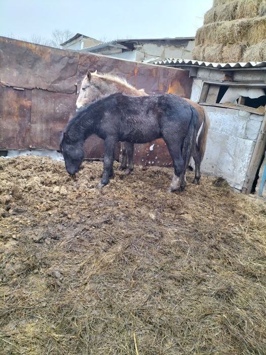 Продам жеребчик 1.5года