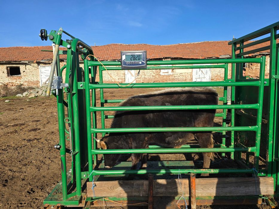 Телета мъжки за клане