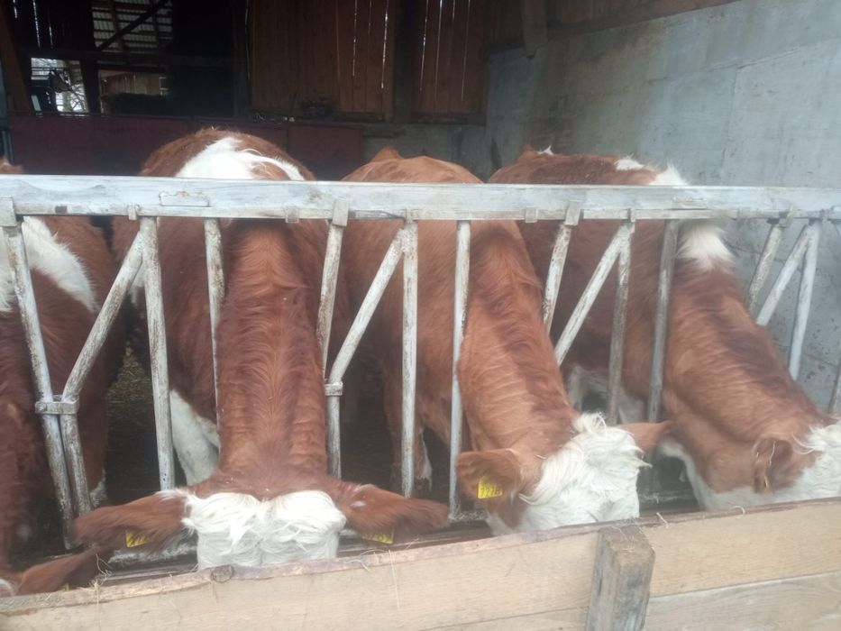 Juninci Baluță Românească