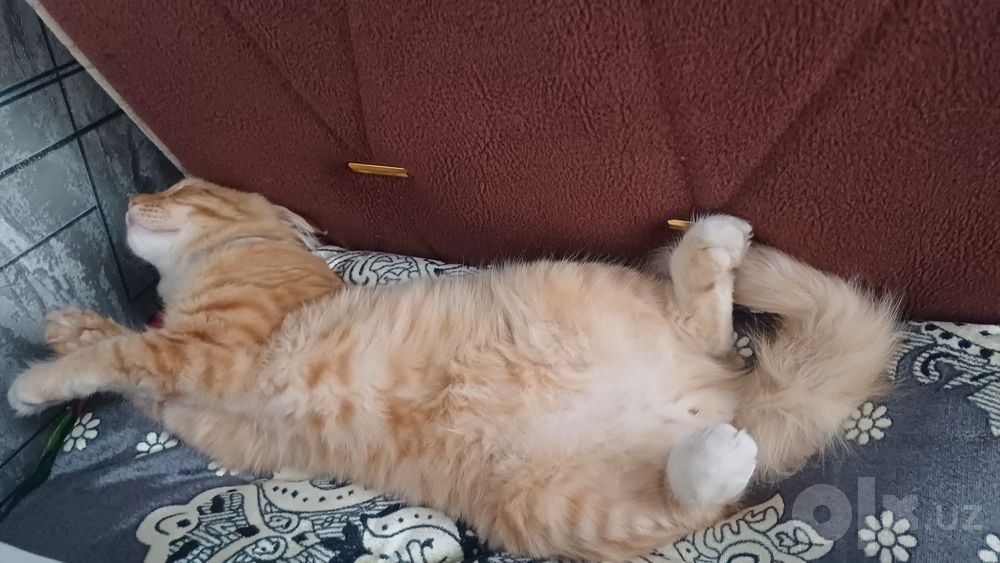 mushuk scottish fold