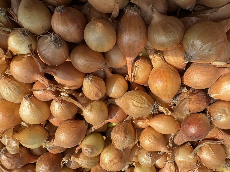 Арпаджик-сорт Щутгарт