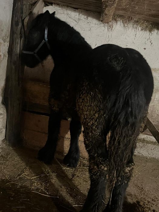 De vanzare manz de 8 luni