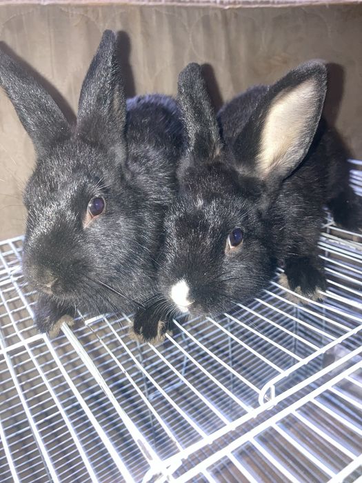 Ikkita qizbola Quyon Karliy.