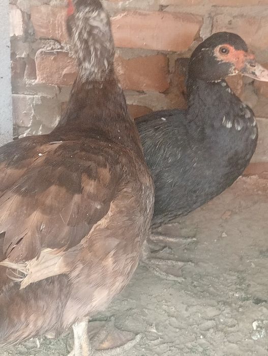 Индоутка селезный, молодые яйцо несут.