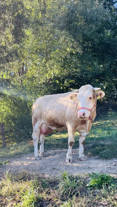 Vaca de vanzare l!