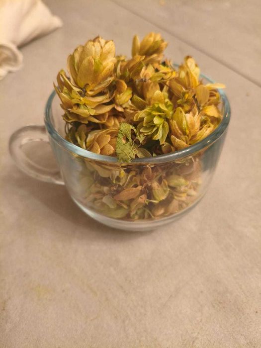 хмель в шишках, шишки хмеля