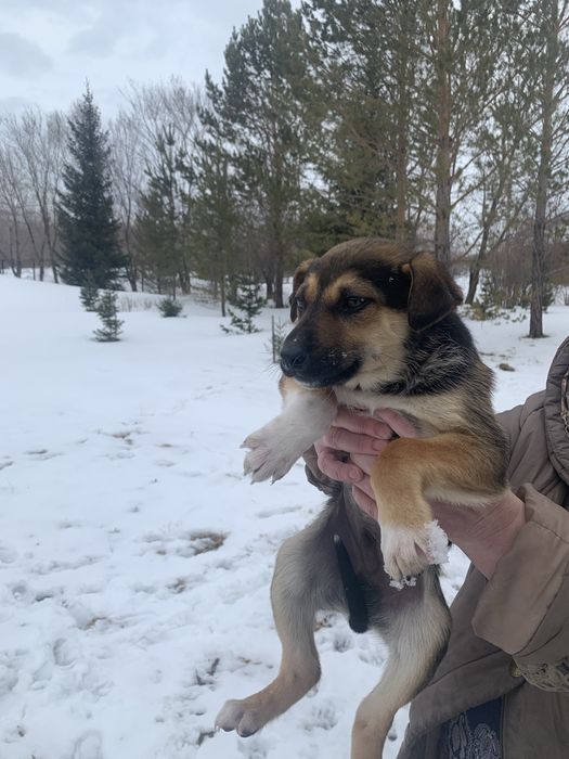 Продам щенков. Мать тазы, отец овчарка.