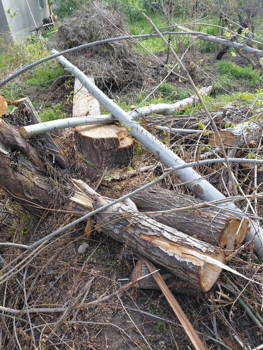 Terak 6 va 4  metrli qalinlari sotiladi