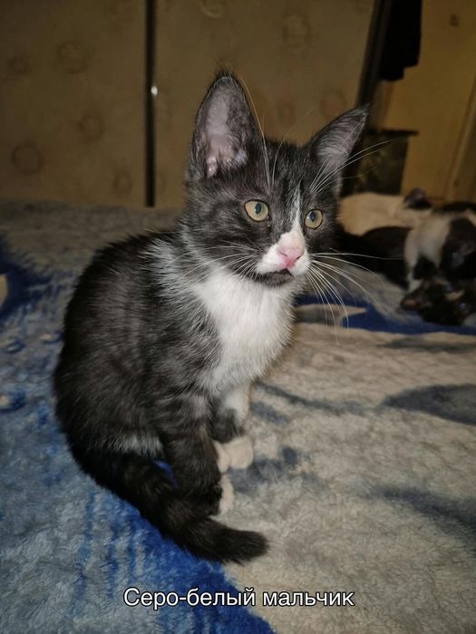 Одам котят в добрые руки