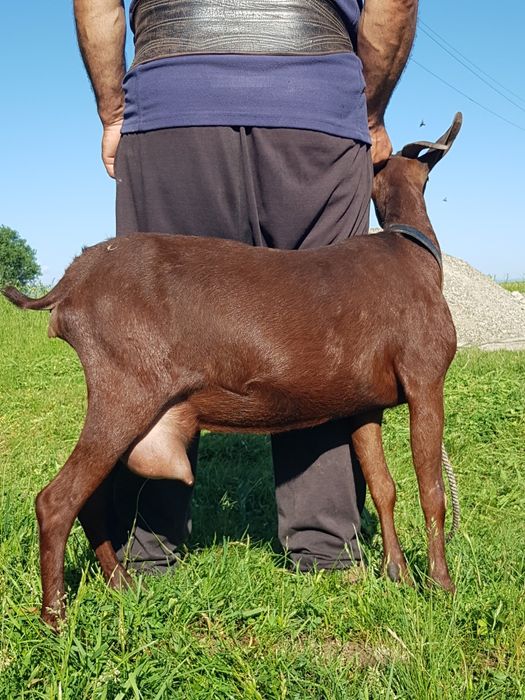 Murciano Granadina 2 capre tinere