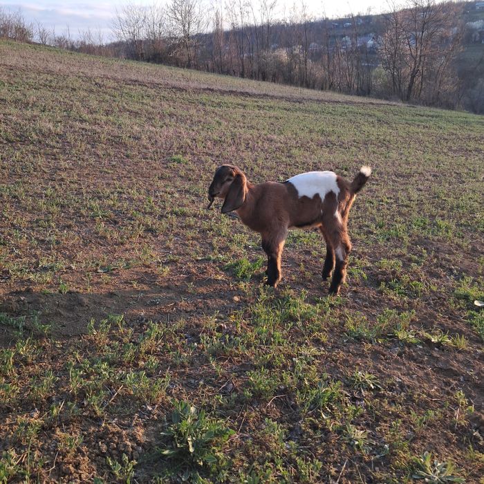 De vanzare tap anglonubian