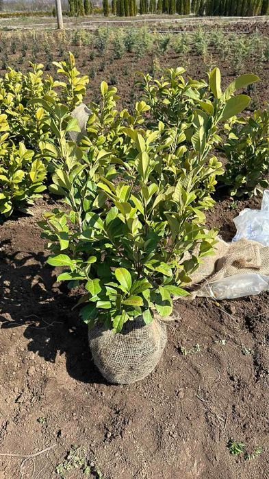 Лавровишна,футиния! Рози,лейланди и смарагд!