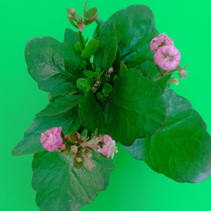 Каланхоэ,каланхоэ