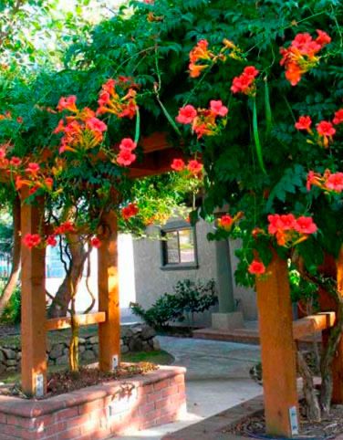 Лианы для сада фото Лианы для сада фото