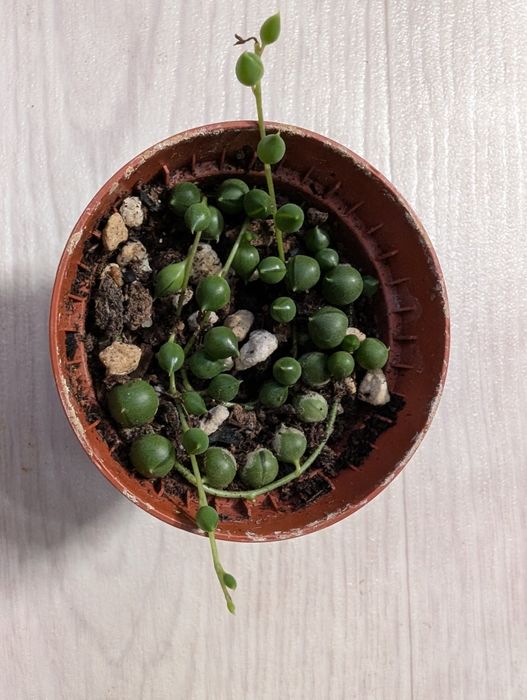 Крестовник Роули