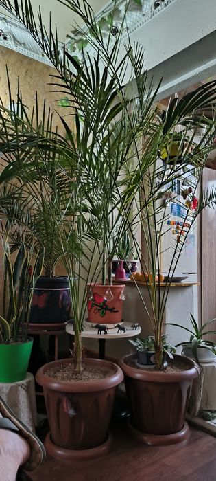 Пальмы, цветы,различные растения.