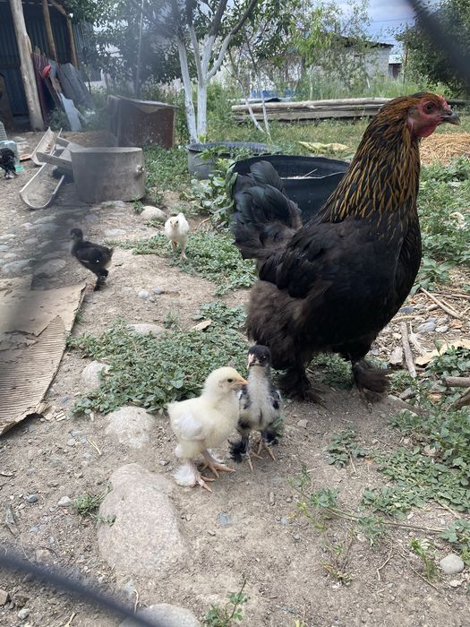 Продам курицу брам и цеплят