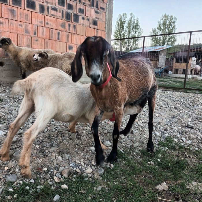 4 oi cu miei dupa ele 1 capră la a doua fatare , 1 iada la prima fatare , 2 iede 6 luni si 1țăpisor 8 luni