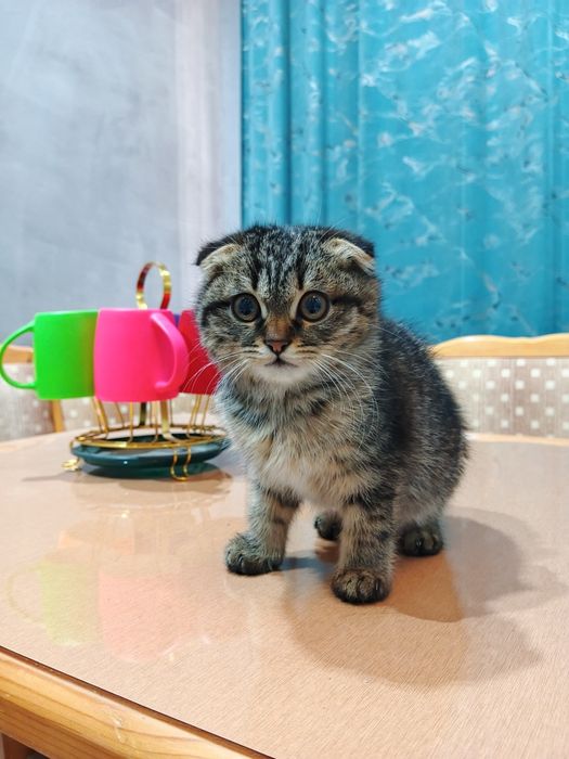 Skottish fold 3 oylik sogʻlom oʻgʻil bola 100$