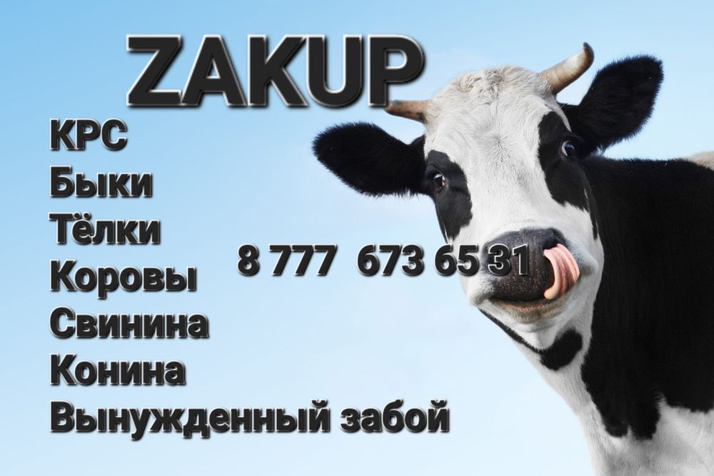 КРС, быки, тёлки