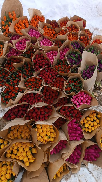 Тюльпаны оптом .