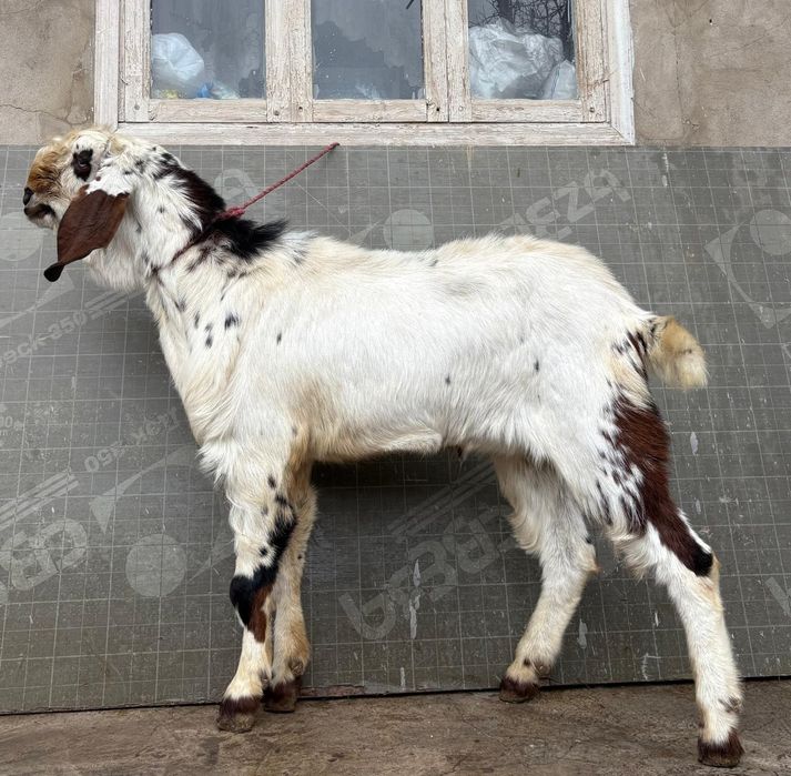 Таза битал теке бойы 1м 1,5жас ешкы ешкі коза козы козел