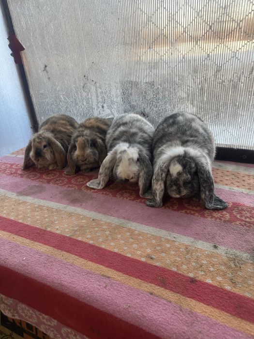 Iepuri berbec german