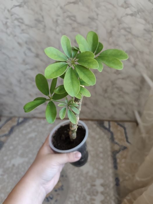 Комнатные растения