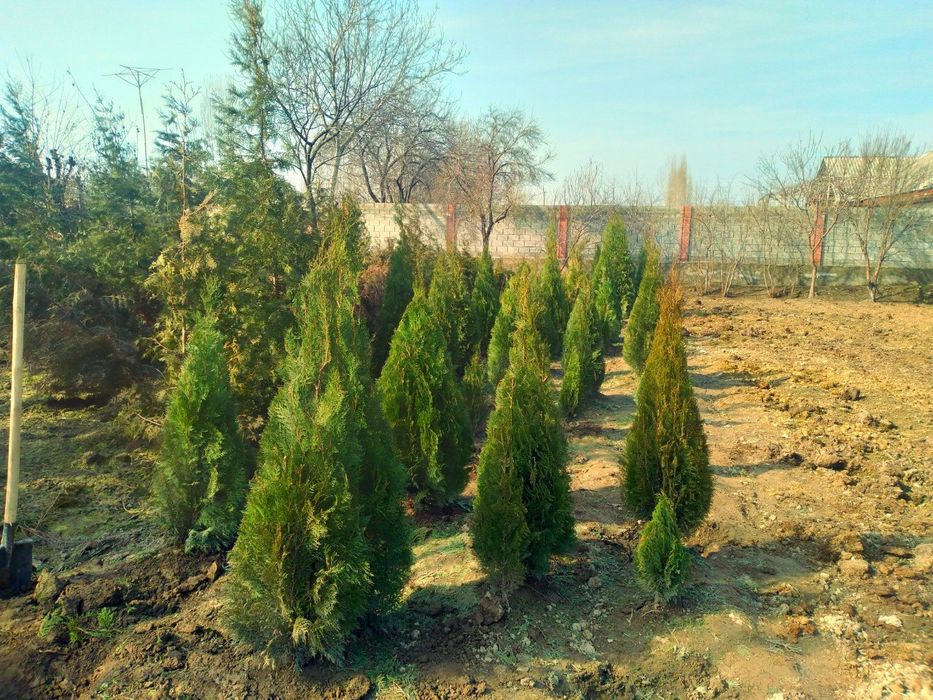 Декаративний арчалар