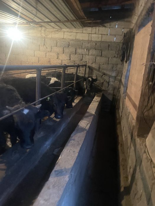 14 голов тёлочек продом только оптом