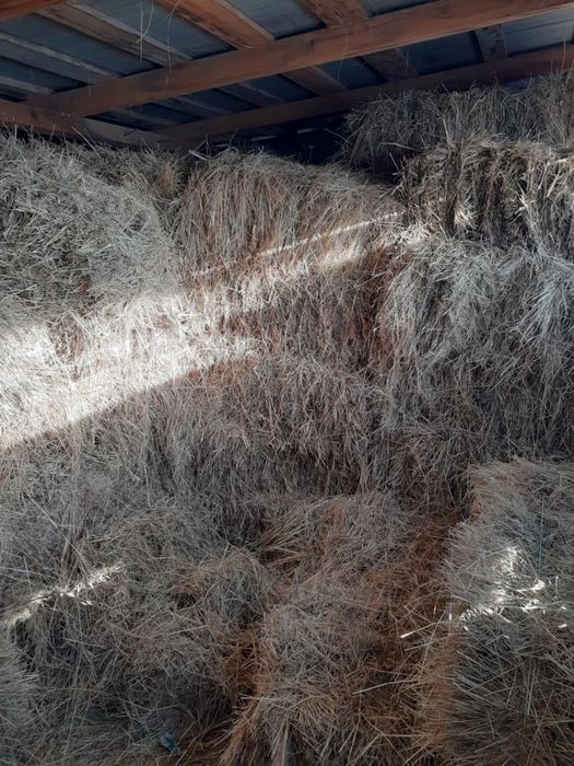 Baloți de fân si lucerna