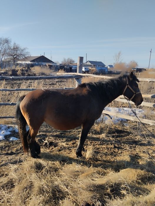 Продам жерёбую кобылу