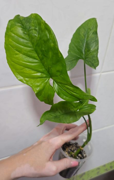 Сингониумы Syngonium