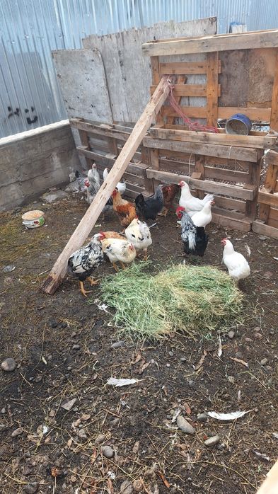 Продам кур домашних несуться