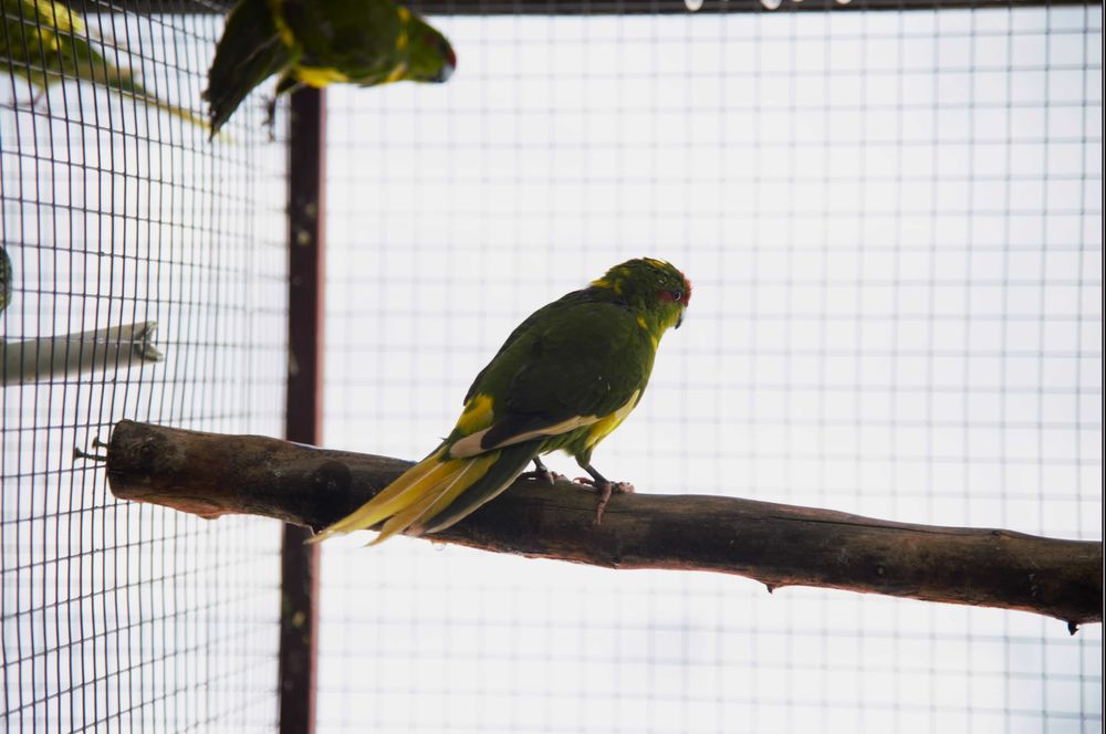 Vând Micul - Marele Alexandru , Kakariki