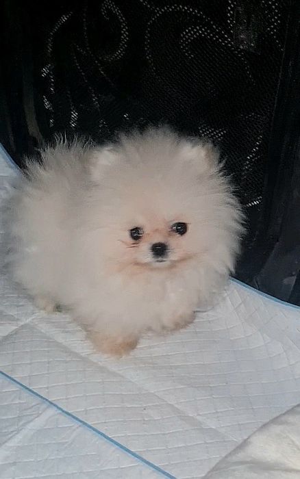 Померан мини женско