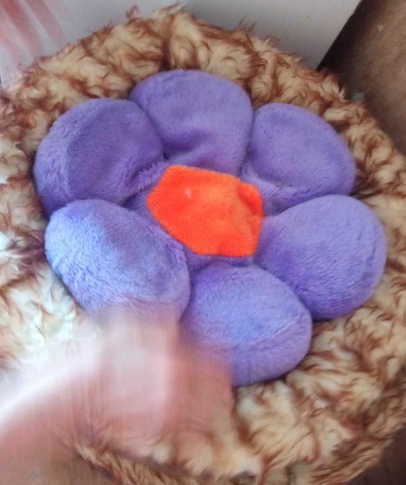 Легло за коте или куче